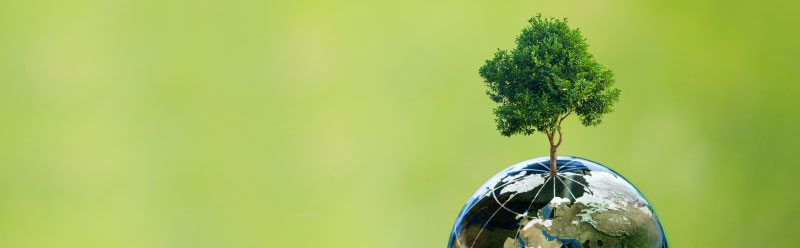 Tree growing from Earth